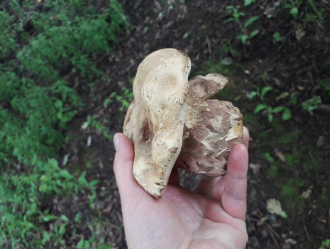 Гриби продовжують заповнювати закарпатські ліси