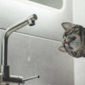 Ужгородський водоканал попереджає про відключення водопостачання: переліки вулиць