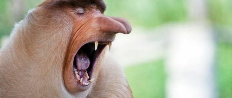 Навіщо потрібно позіхати