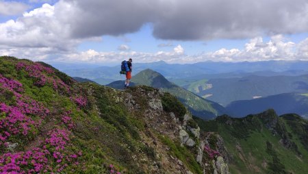 В Карпатах почали цвісти квіти з Червоної книги