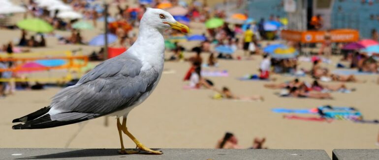 Потрапити до Хорватії вже простіше: нові правила в’їзду для українців