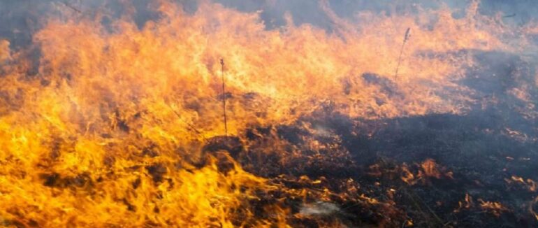 Спекотна погода: на Закарпатті зберігається надзвичайний рівень пожежної небезпеки
