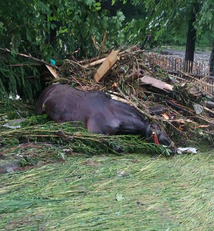 Пожертвував собою, рятуючи коня: на Рахівщині родина шукає зниклого батька