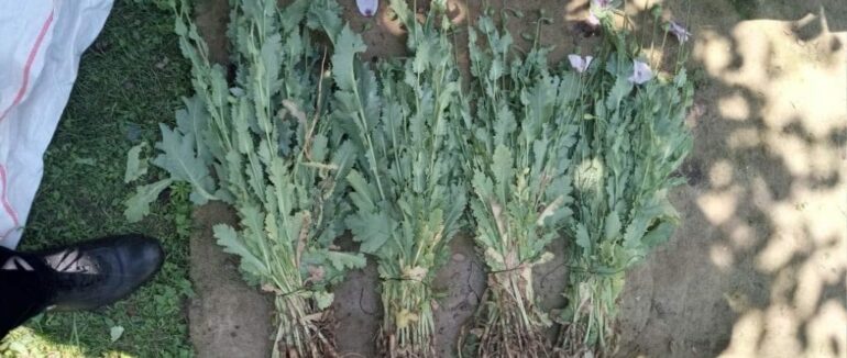 На Мукачівщині чоловік вирощував снодійний мак у себе на подвір’ї