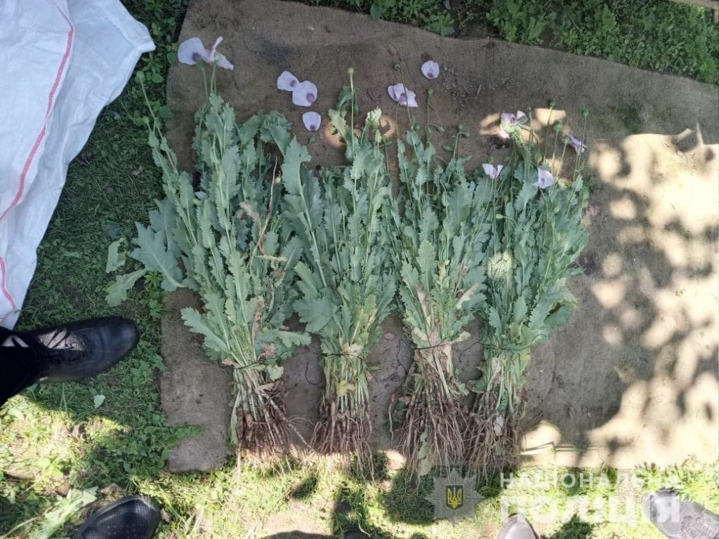 На Мукачівщині чоловік вирощував снодійний мак у себе на подвір`ї