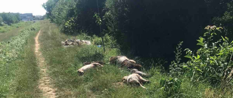 Шокуючі світлини: вздовж вулиці у Мукачеві розкидані трупи тварин