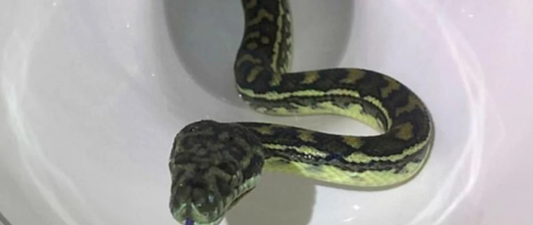 Неочікуваний випадок: у Австрії пітон виплив з унітаза і вкусив чоловіка за геніталії
