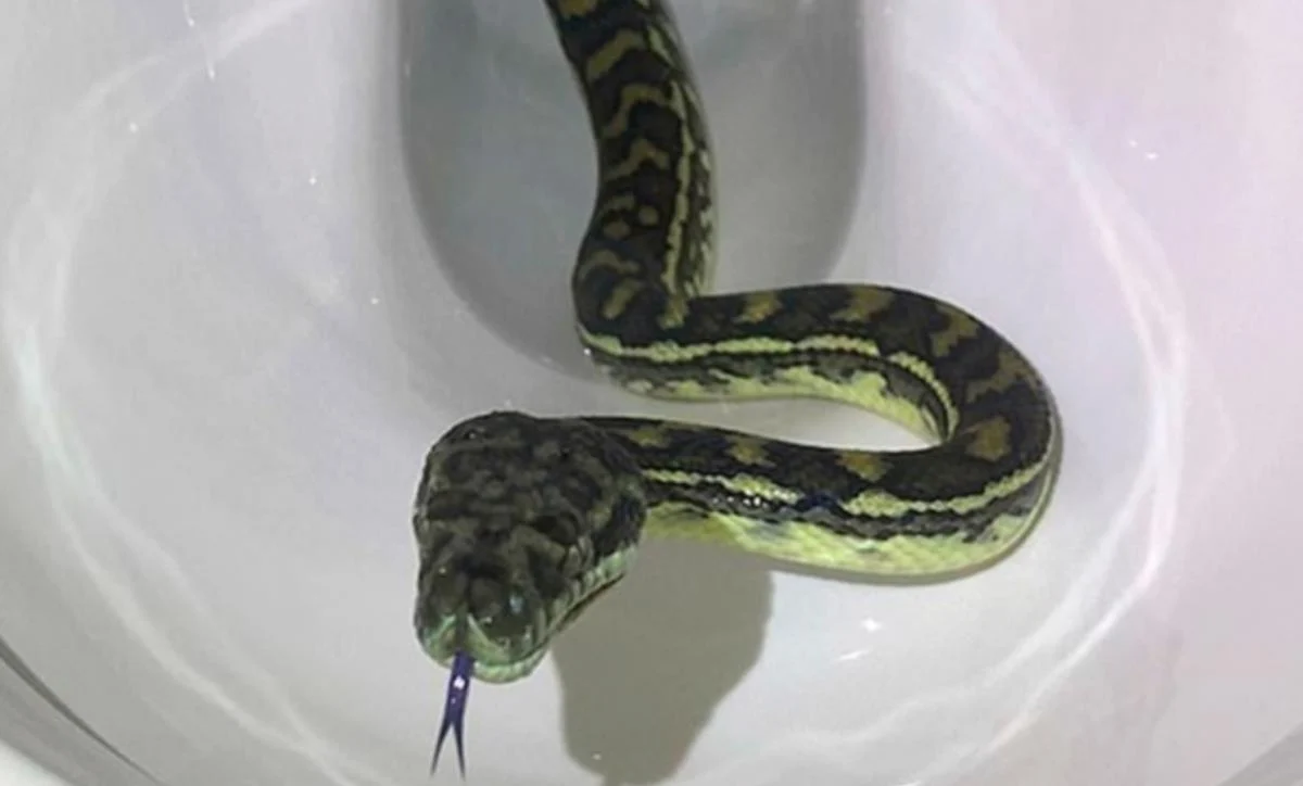 Неочікуваний випадок: у Австрії пітон виплив з унітаза і вкусив чоловіка за геніталії
