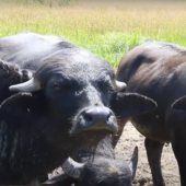 Справжні карпатські буйволи живуть в Долині нарцисів на Хустщині (ФОТО; ВІДЕО)
