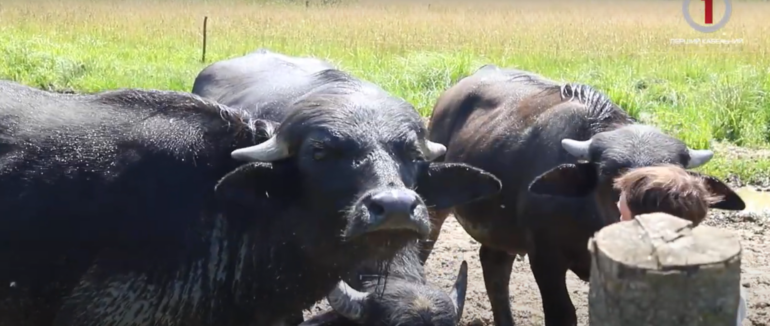 Справжні карпатські буйволи живуть в Долині нарцисів на Хустщині (ФОТО; ВІДЕО)