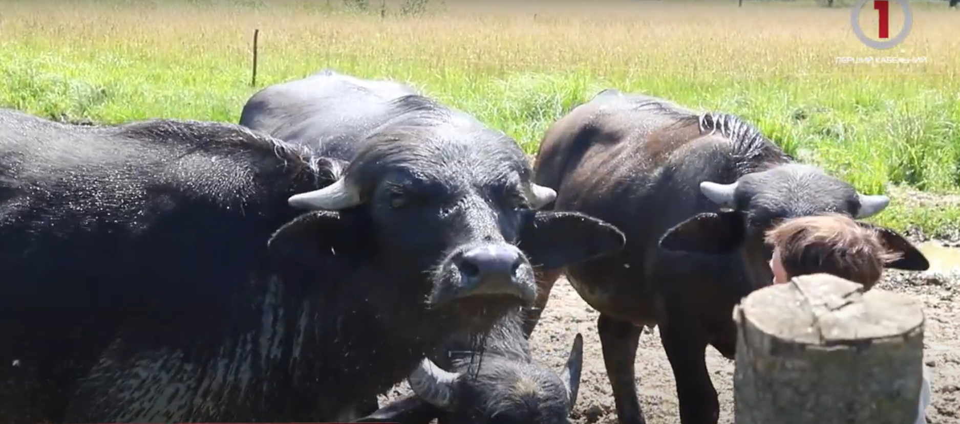 Справжні карпатські буйволи живуть в Долині нарцисів на Хустщині (ФОТО; ВІДЕО)