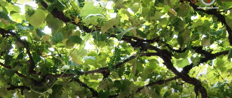 Традиції проблеми виготовлення справжнього закарпатського вина (ФОТО; ВІДЕО)