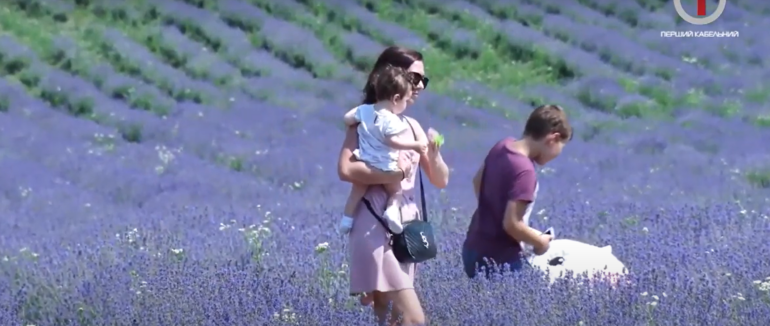 Закарпатський Прованс: у краї квітнуть лавандові поля (ФОТО; ВІДЕО)