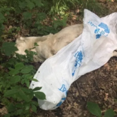 В Мукачеві невідомі особи викинули труп великої собаки