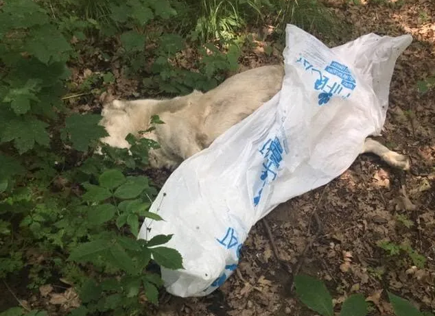 В Мукачеві невідомі особи викинули труп великої собаки