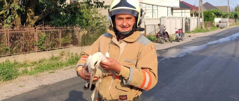Випало з своєї домівки: у Виноградові рятувальники повернули лелеченя до гнізда