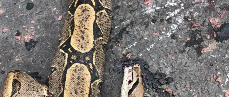 Несподівана знахідка: на Слов’янській набережній ужгородці натрапили на мертвого удава