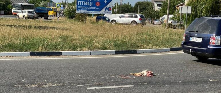В Ужгороді із вантажівки на дорогу сипались дохлі кури прямо на ходу