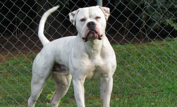 В Ужгороді бійцівська собака загризла на смерть собаку-охоронця