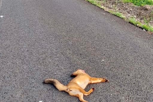 Черговий труп на дорозі: на території Ужанського нацпарку загинула під колесами авто лисиця