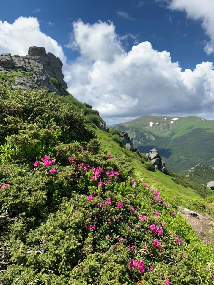 Карпати, червона рута, неймовірна краса, краєвид, фото дня