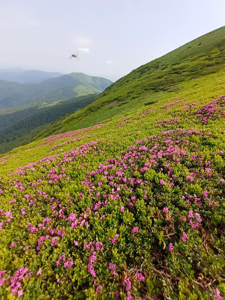 Карпати, червона рута, неймовірна краса, краєвид, фото дня