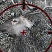 Вбивство оленя з сформованим ембріоном: жителю Закарпаття призначили 180 годин громадських робіт