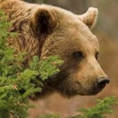 У Румунії ведмідь вбив одного вівчаря та серйозно поранив іншого