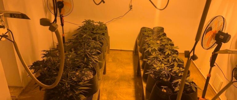 Житель Рахівщині власному будинку вирощував наркотики