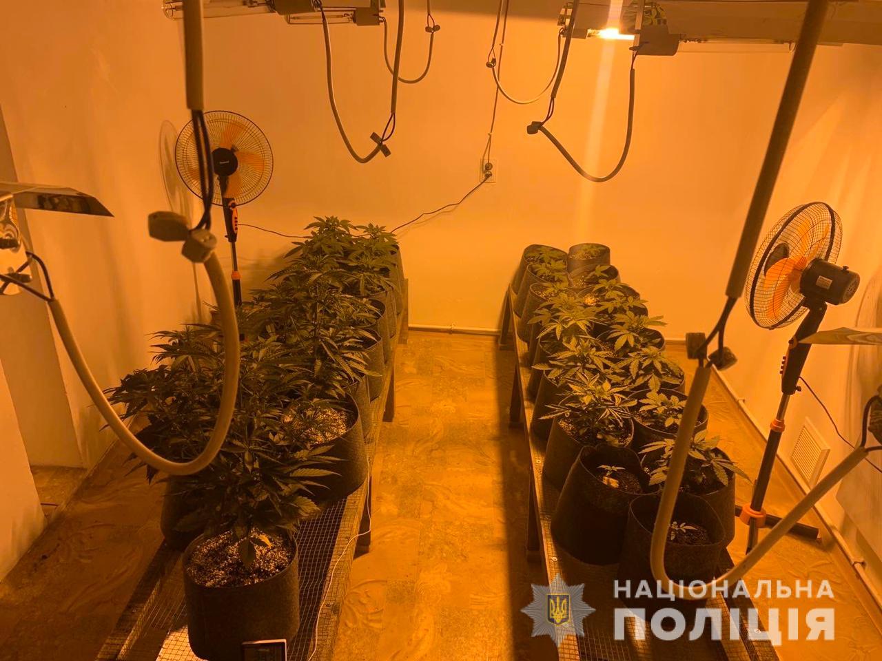 Житель Рахівщині власному будинку вирощував наркотики