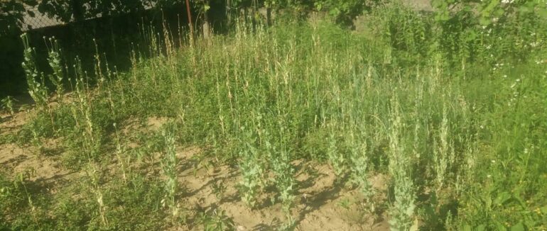 На Закарпатті у двох районах зафіксували незаконний посів маків