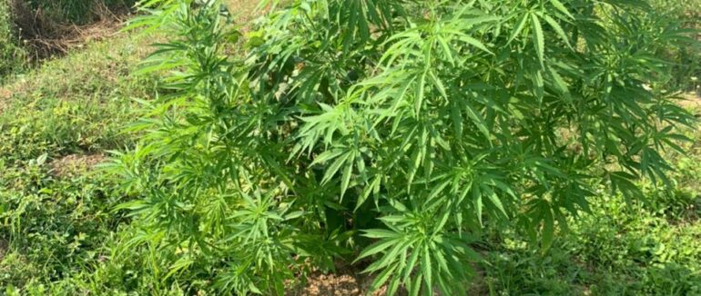 У жителя Берегівщині, а також у жителя Виноградова працівники поліції виявили незаконний посів нарковмісних рослин