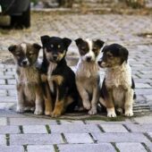 Безпритульні тварини в Ужгороді: влада міста виділила півмільйона на вирішення проблеми