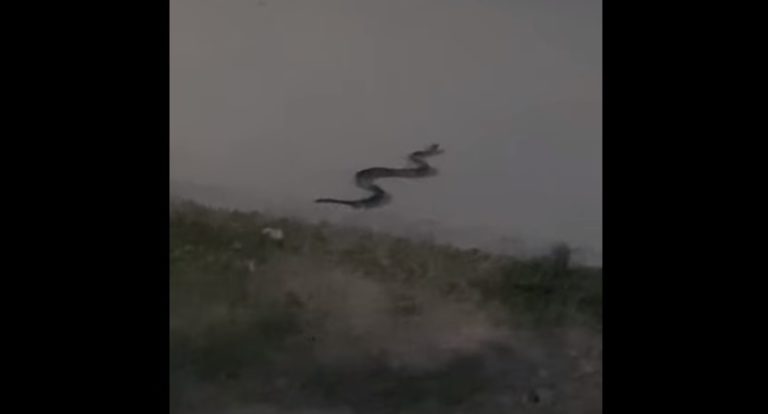 Ужгородка натрапила на змію на дитячому майданчику