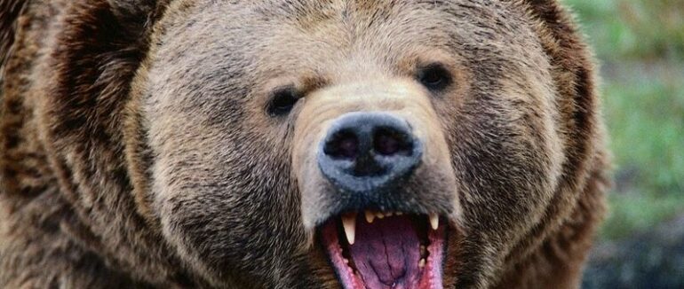 У сусідній до Закарпаття Румунії ведмідь напав на чоловіка