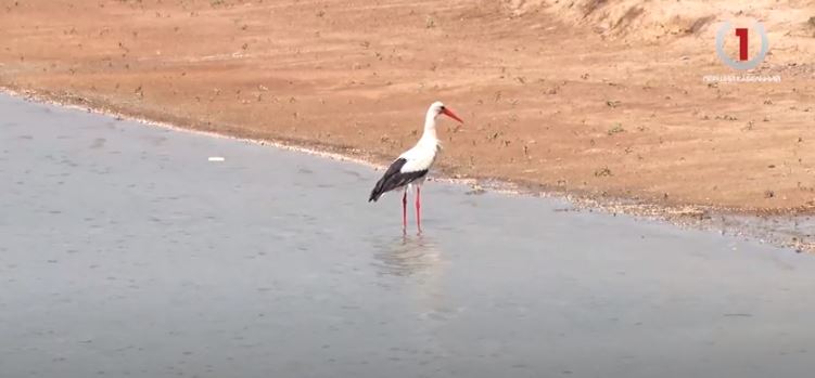 Бьордвотчинг – яку загрозу для птахів несе захоплююче хоббі (ВІДЕО)