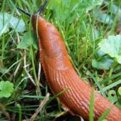 До уваги закарпатців: як запобігти вторгненню іспанських слимаків