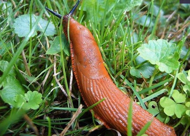 До уваги закарпатців: як запобігти вторгненню іспанських слимаків