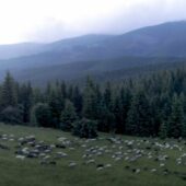 Біле золото Карпат: таємниці створення бриндзі (ФОТО, ВІДЕО)