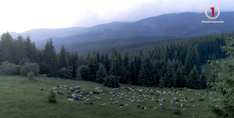 Біле золото Карпат: таємниці створення бриндзі (ФОТО, ВІДЕО)