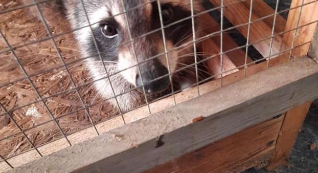 На Ужгородщині врятували єнота