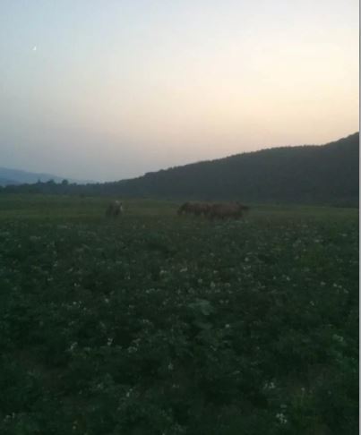 На Перечинщині табун коней понищило городину місцевих мешканців