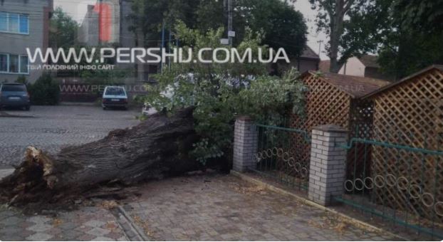 В Мукачеві через негоду впало дерево на терасу одного з закладів міста
