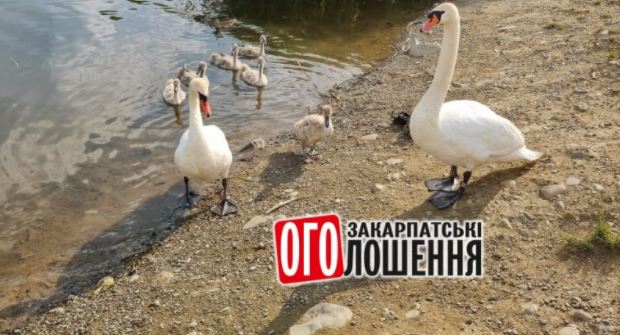 Ужгородські лебедята підростають та виходять на прогулянку на берег озера