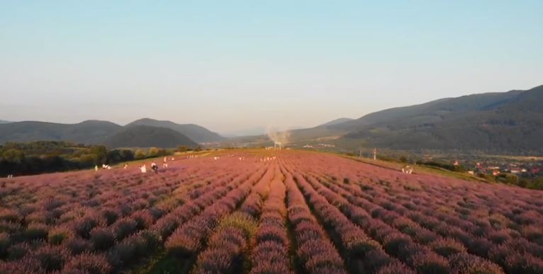 Лавандова Гора Закарпаття з висоти пташиного польоту