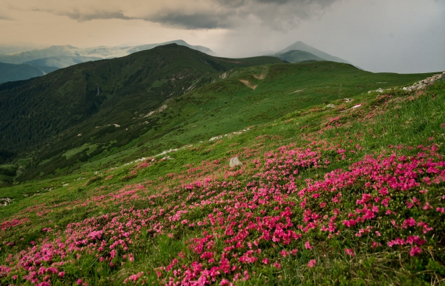 Неймовірна краса: на вершинах Карпат яскраво квітне червона рута