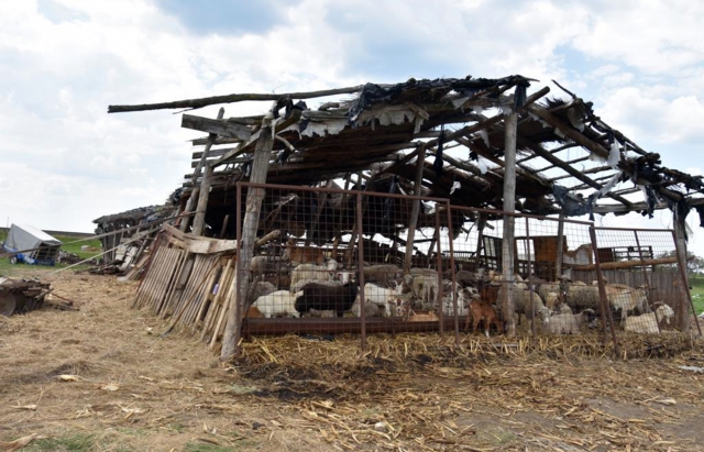 Власні раби у хліву з тваринами: угорський фермер примусово утримував трьох людей