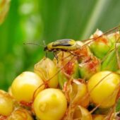 Західний кукурудзяний жук загрожує закарпатському врожаю