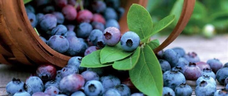 Пішов по ягоди та зник: на Міжгірщині від учора шукають чоловіка