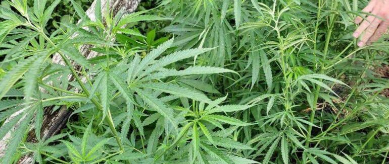 Мукачівець у себе на подвір’ї вирощував коноплю